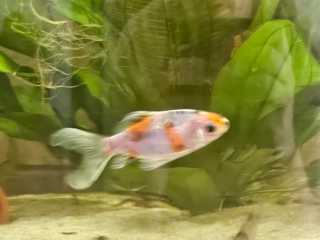Goudvis (shubunkin), Dieren en Toebehoren, Ophalen