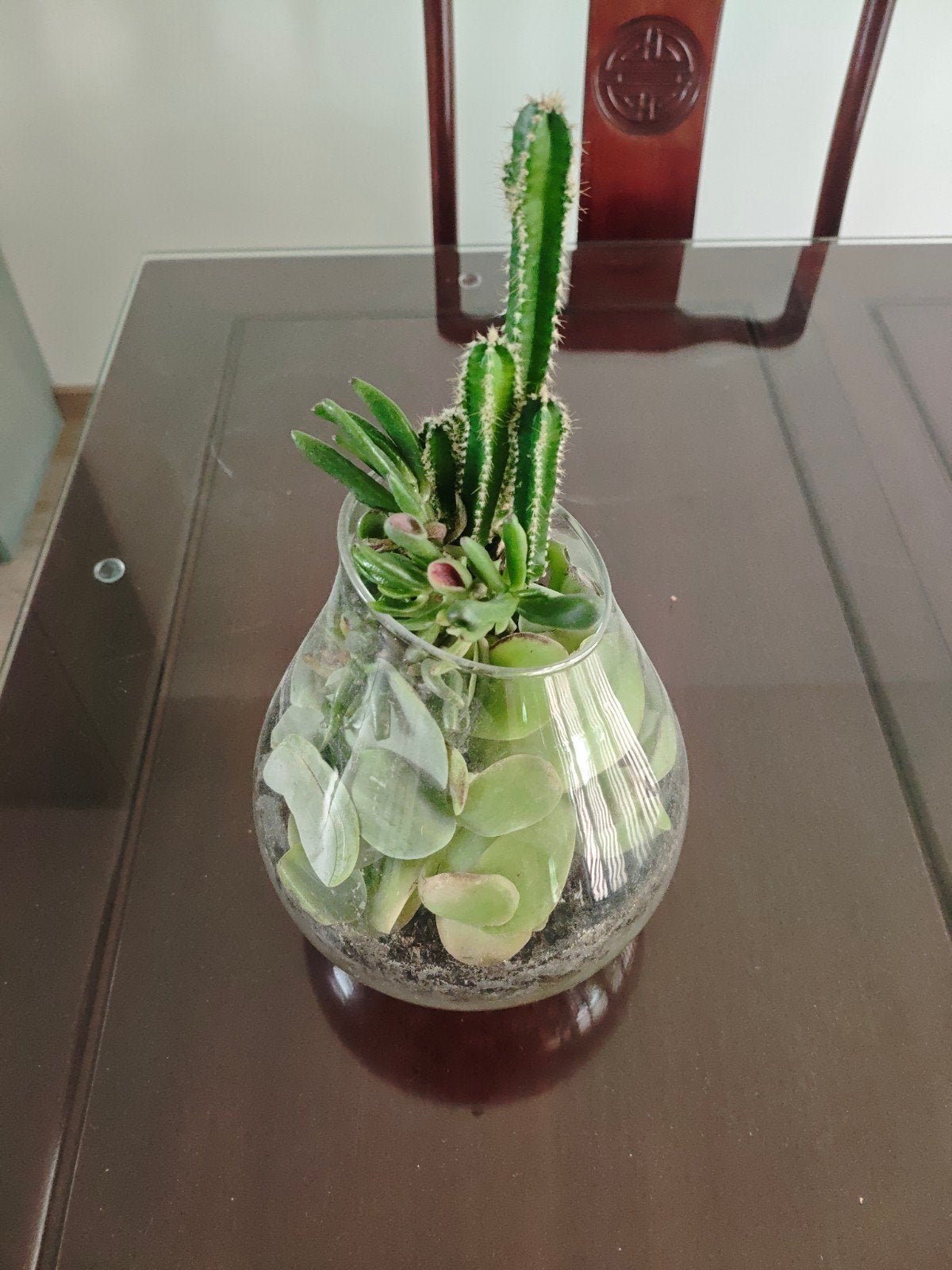 Terrarium met 3 planten: 2 vetplanten en 1 cactus, Ophalen, Vetplant, Halfschaduw, In pot