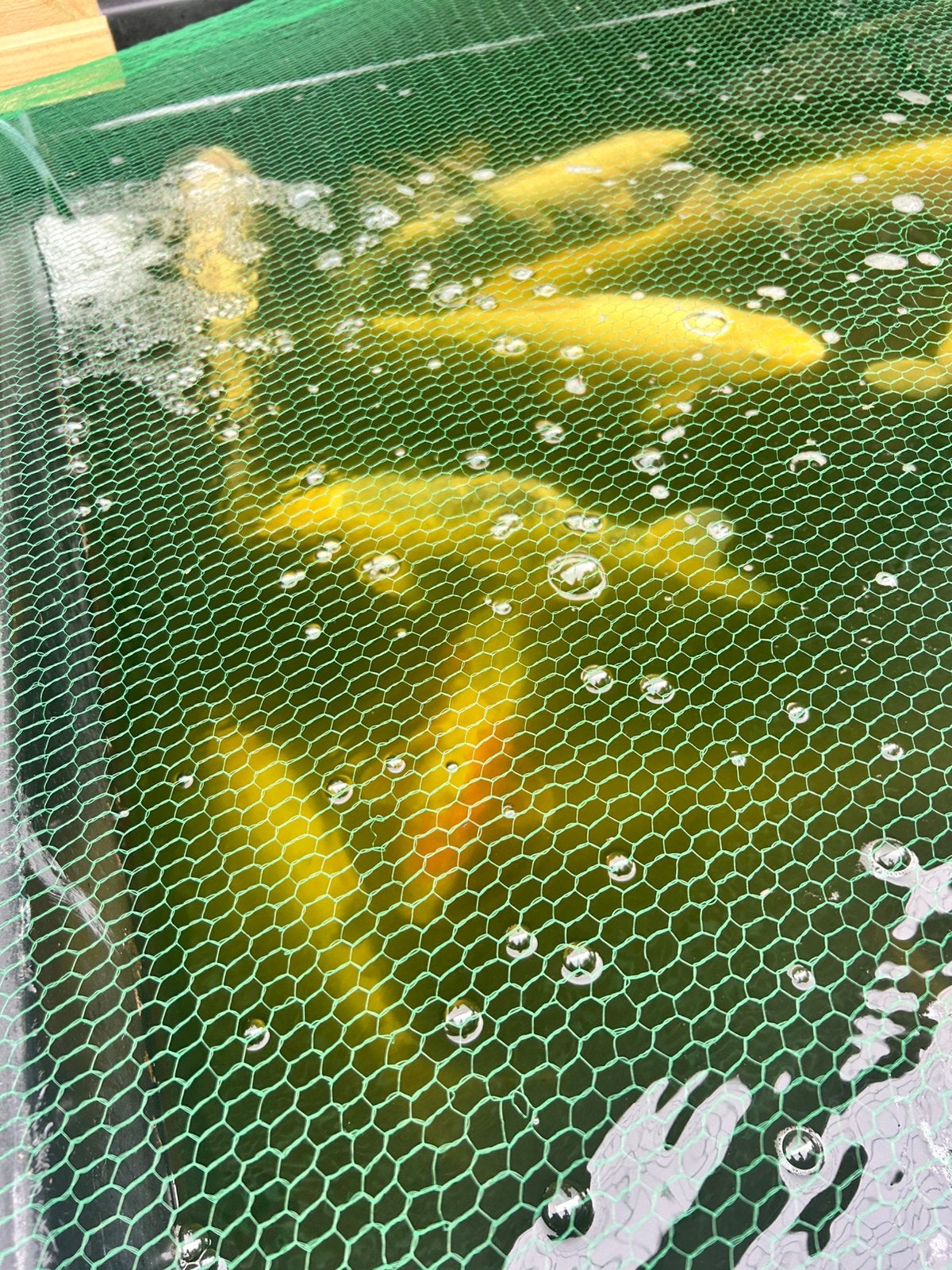 Meerdere koi’s 25-70cm, Karper of Koi