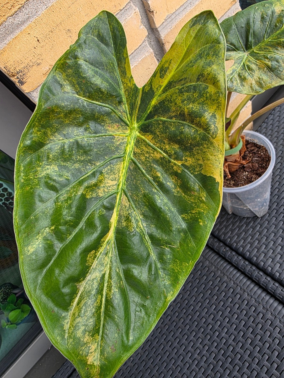 Alocasia Wentii Sunset Aurea Variegata, Ophalen, Halfschaduw, Minder dan 100 cm