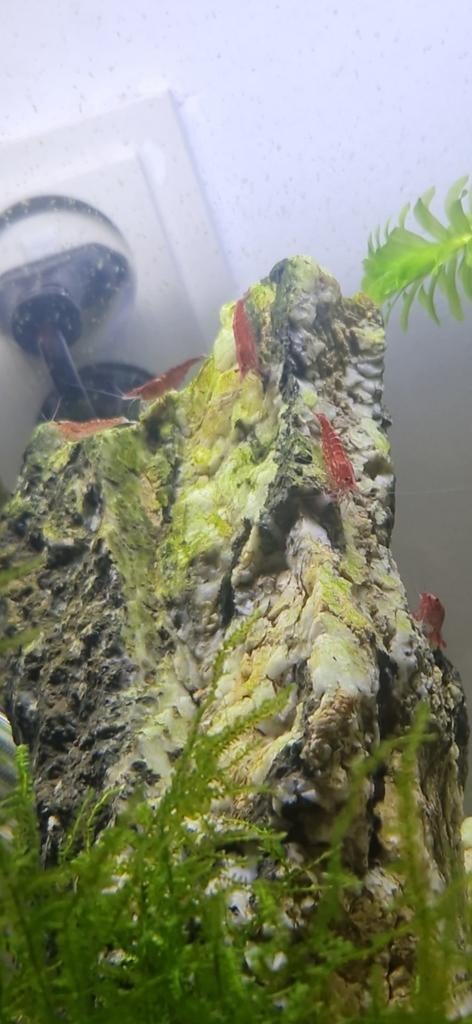 Garnalen (Vuurgarnalen)., Dieren en Toebehoren, Vissen | Aquariumvissen, Kreeft, Krab of Garnaal
