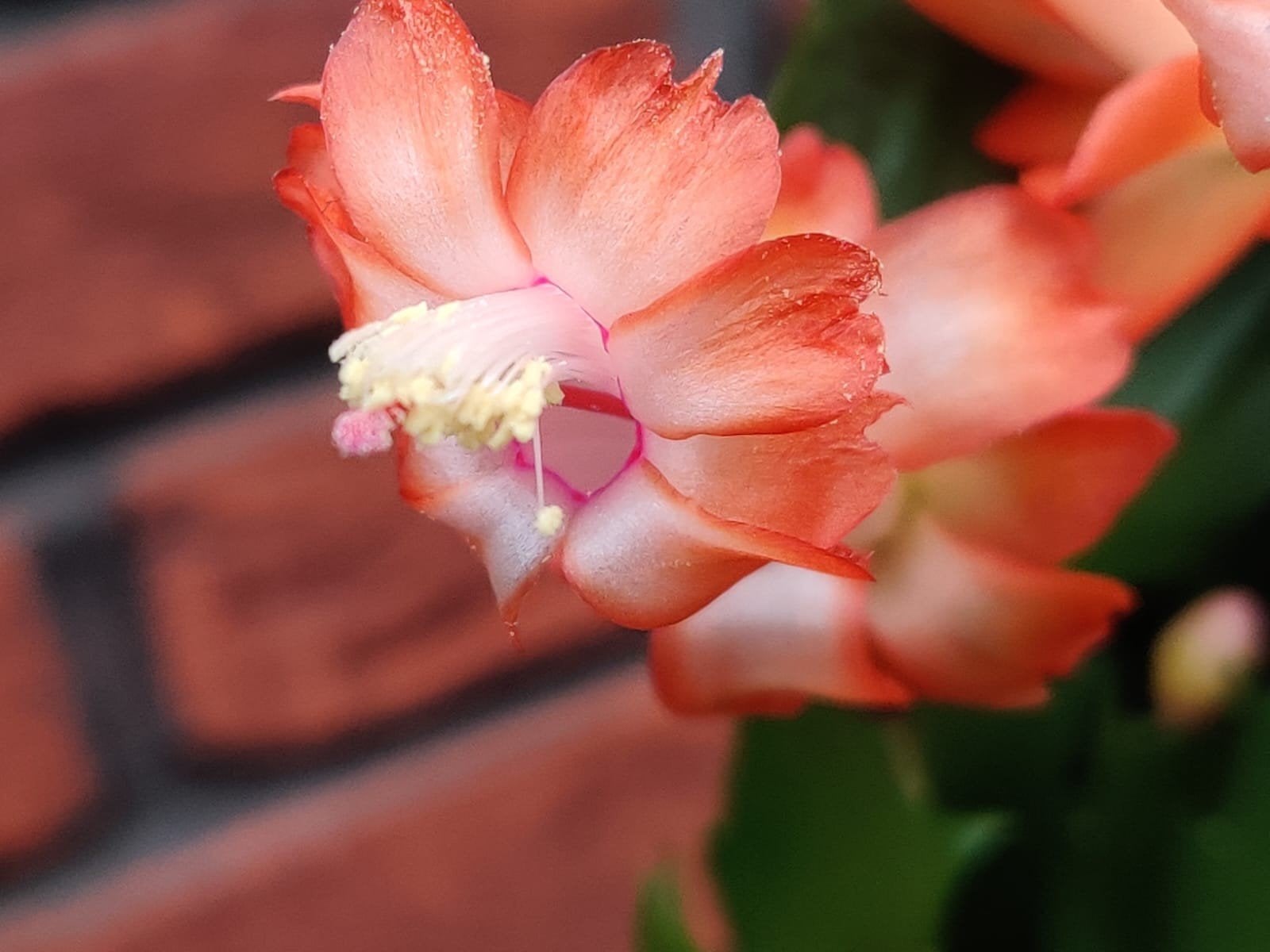 Schlumbergera truncata 'Smiling Freckle' stek ongeworteld, Verzenden, Halfschaduw, Minder dan 100 cm