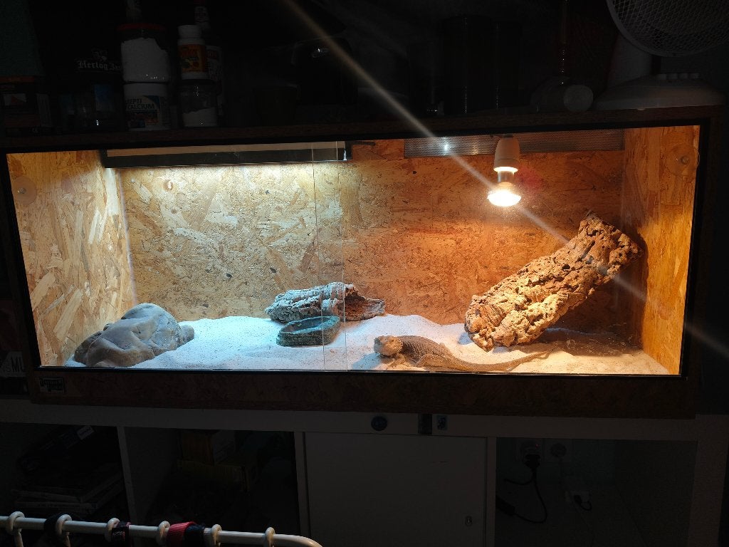 baardagaam met compleet terrarium en alle benodigdheden Bearded Dragon - male for sale from isa kops