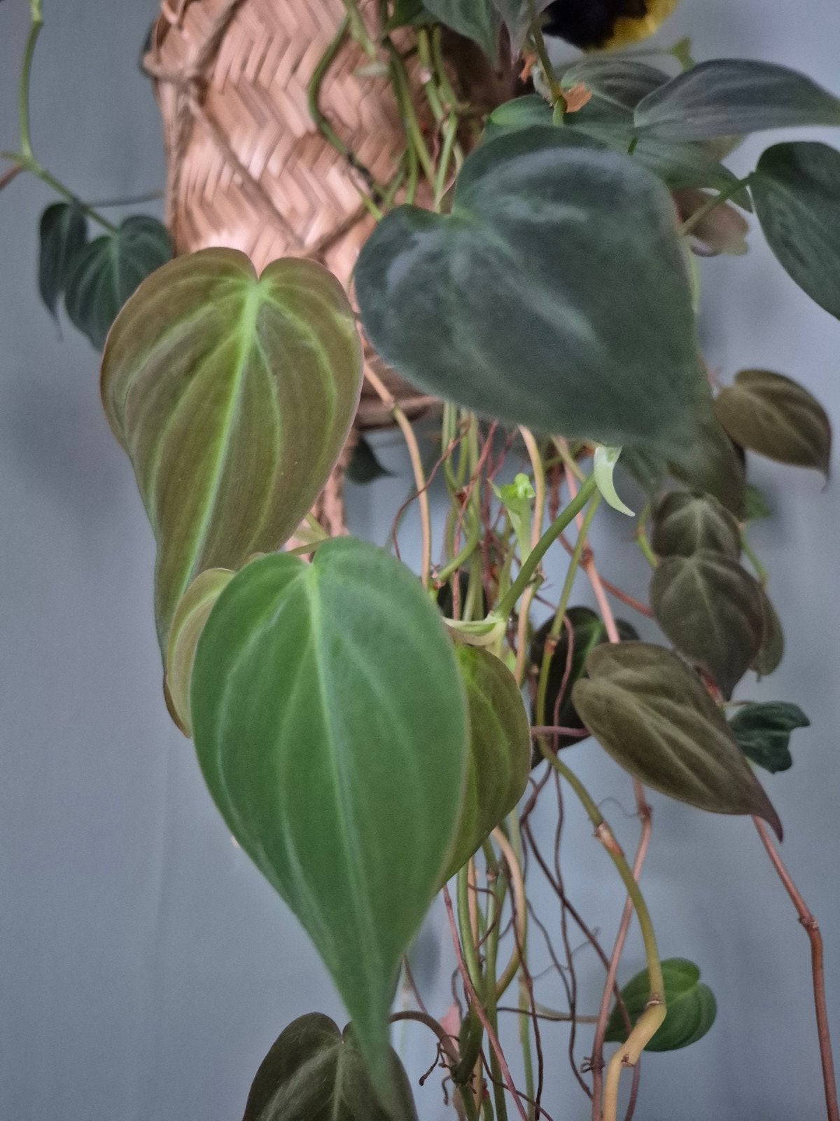 Stekjesbox met 6 ongewortelde hangplant stekjes (o.a. Hoya), Huis en Inrichting, Kamerplanten, Overige soorten, Minder dan 100 cm