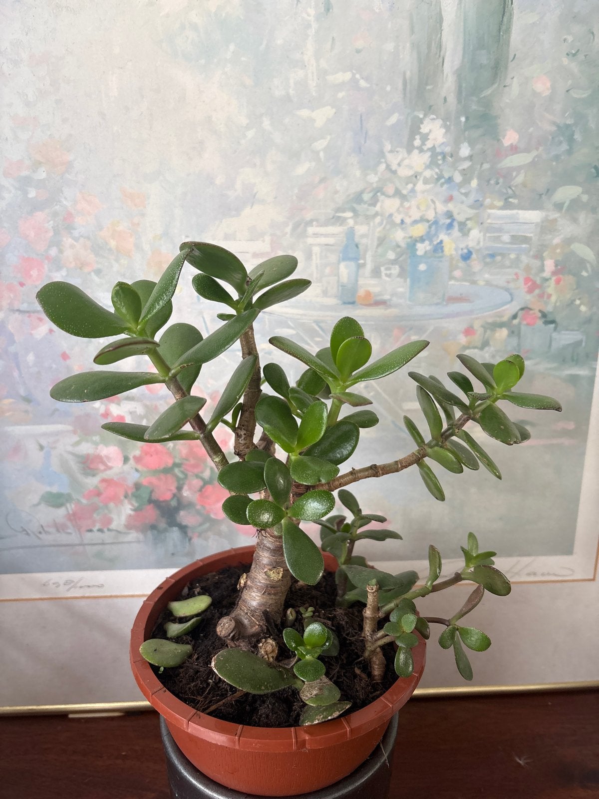 Crassula Ovata - Jadeplant - Geldboom, Overige soorten, Volle zon, Vaste plant, Ophalen of Verzenden
