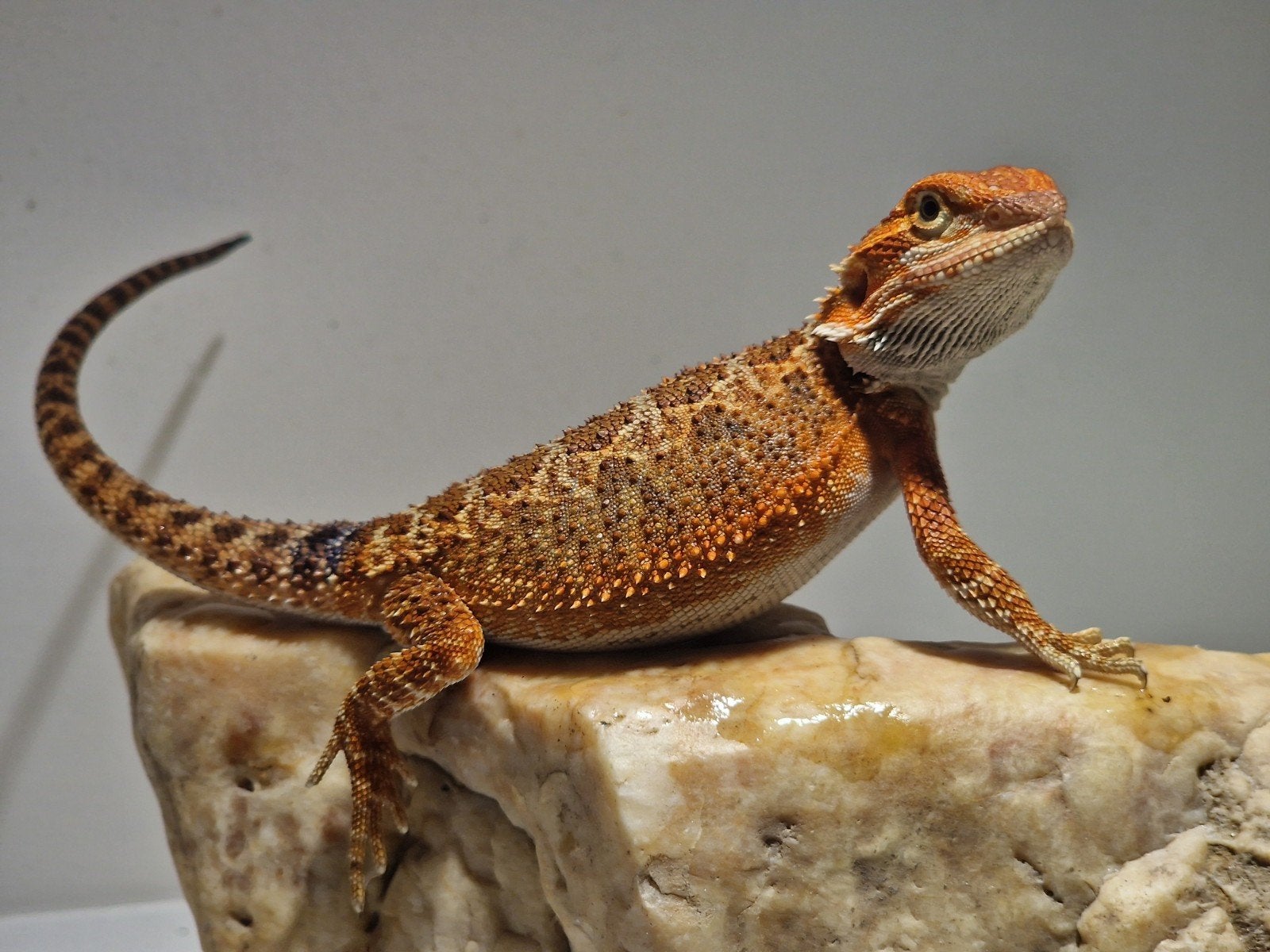 DRACO REPTILES – Prachtige Baardagaam Nakweek Bearded Dragon photo 8