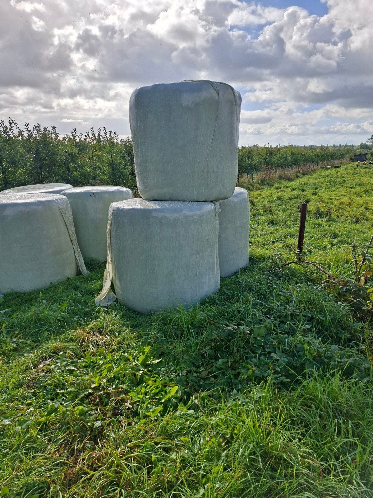 9 rollen najaars gras mooi kort spul (kuilgras), Ophalen, Vee
