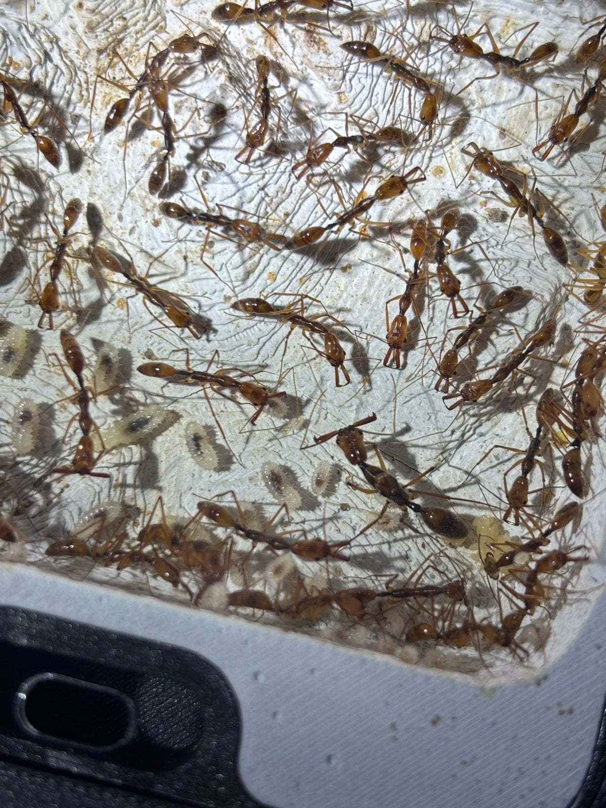 Odontomachus hastatus mieren kolonie +70 W, Mieren