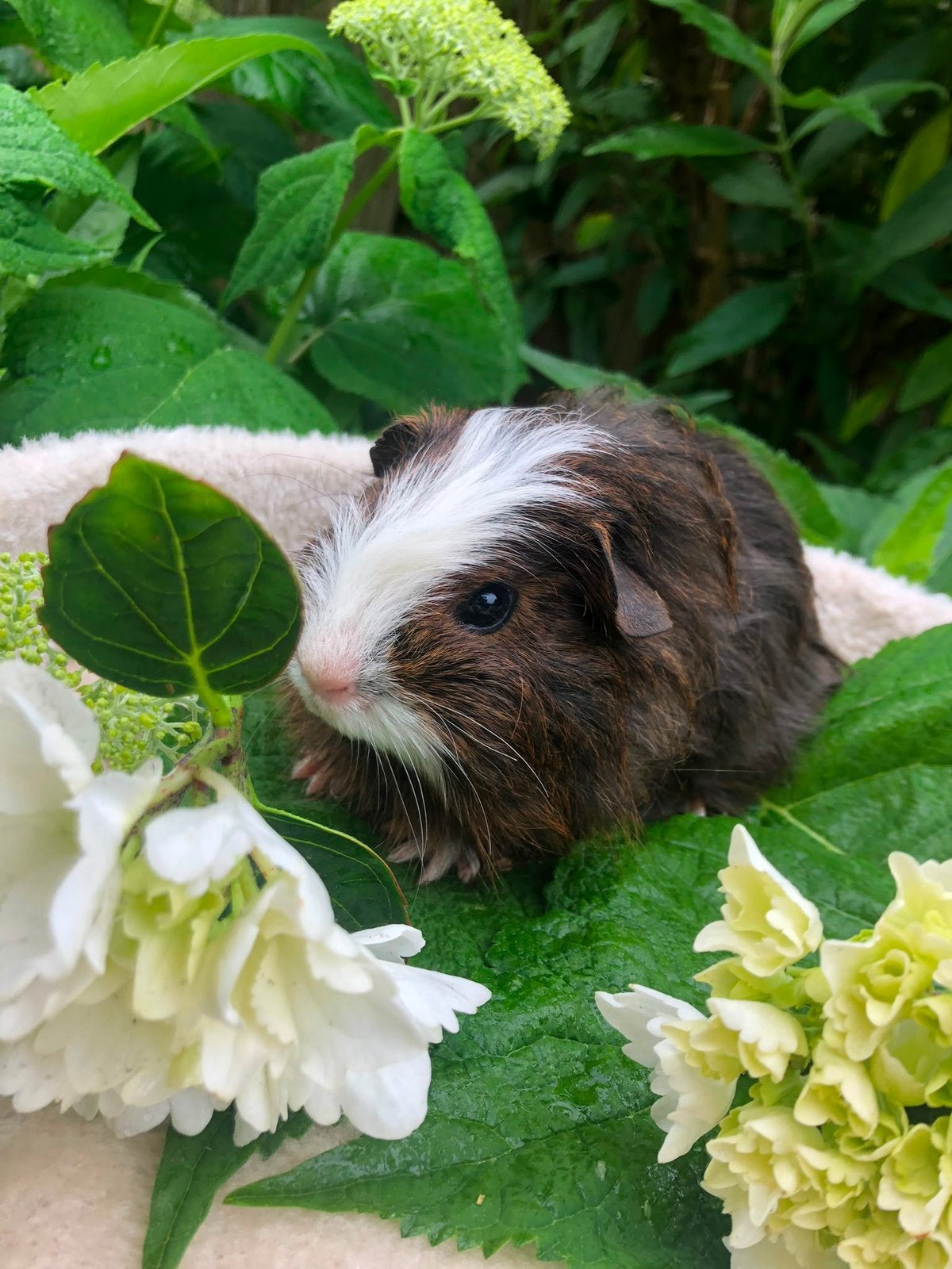 Lieve en mooie cavia beertjes 7,50 per stuk, Dieren en Toebehoren, Knaagdieren, Cavia, April, Meerdere dieren, Tam