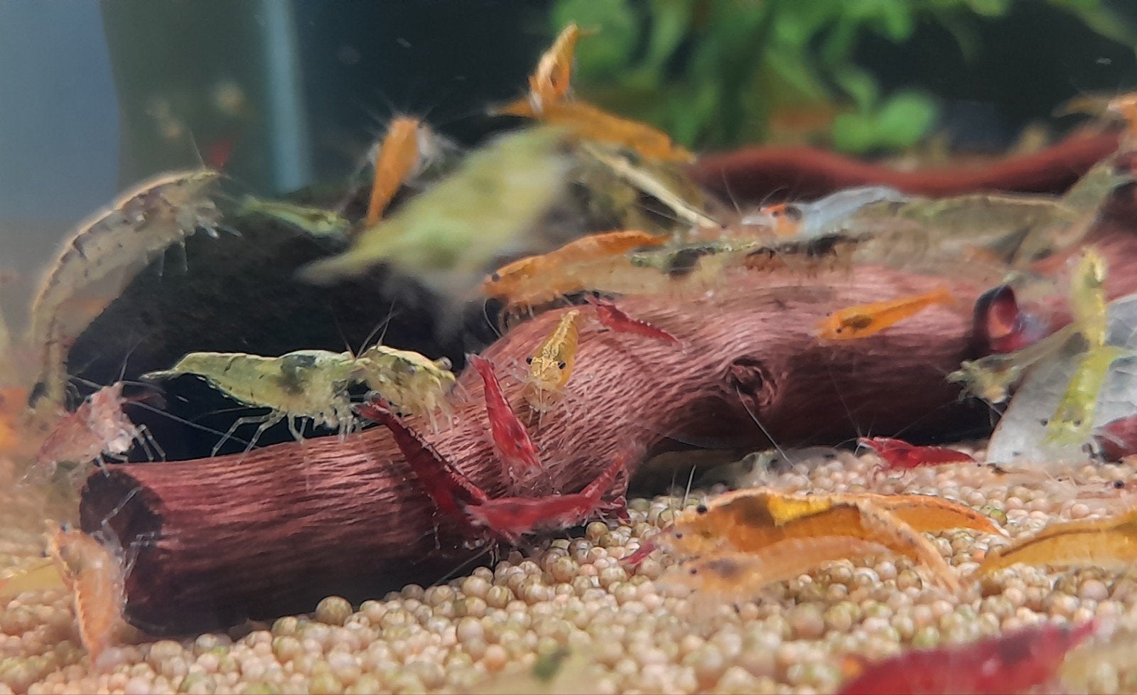 Vrolijke garnalenmix 🦐, Kreeft, Krab of Garnaal