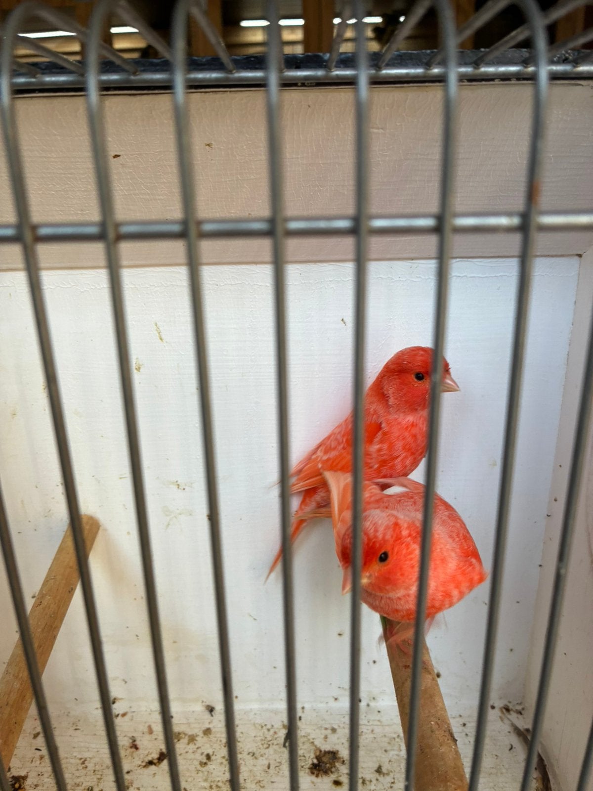 kanaries, Dieren en Toebehoren, Meerdere dieren, Kleurkanarie