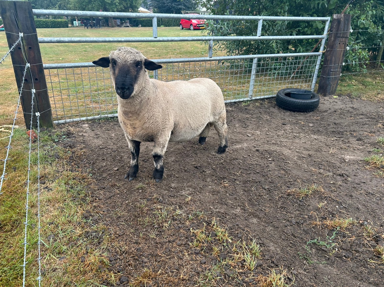 Raszuivere hampshire down ram van 2025, Mannelijk, Schaap