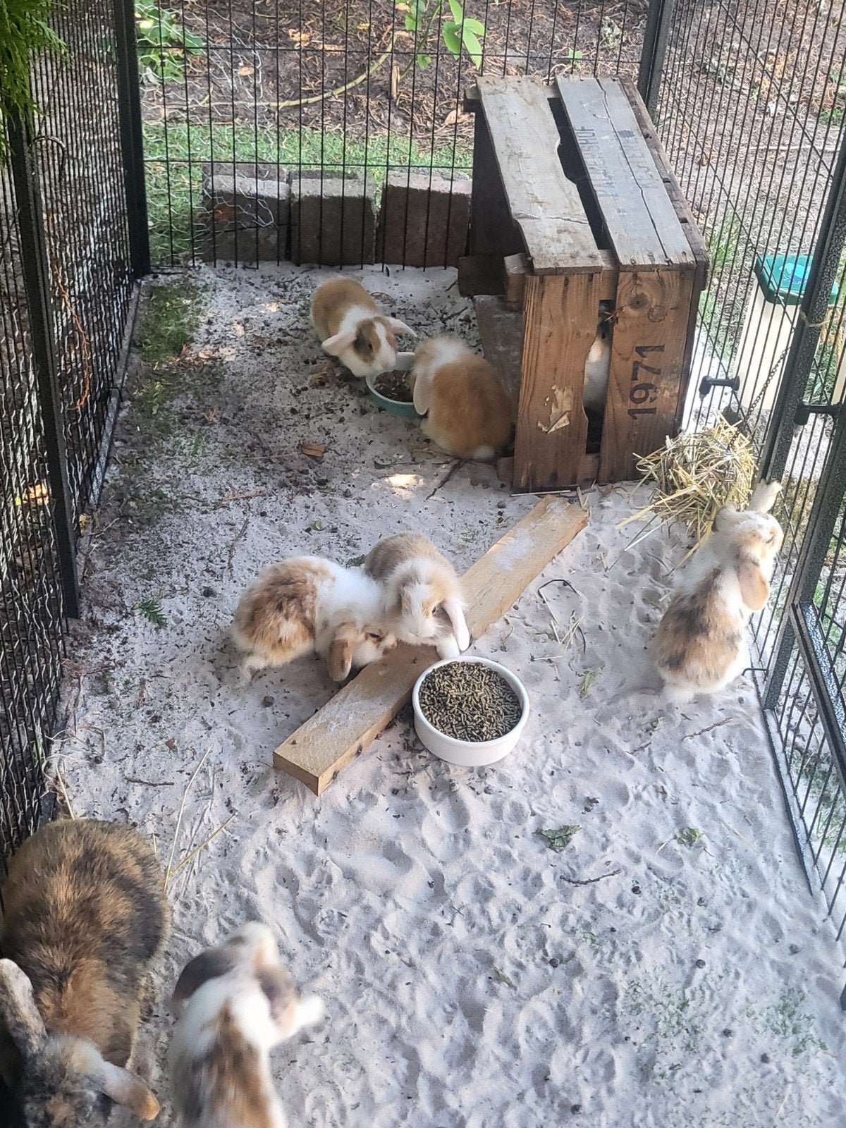 Jonge hangoorkonijnen , nog 5 rammetjes beschikbaar, Dieren en Toebehoren, Pluimvee, Mannelijk, Eend