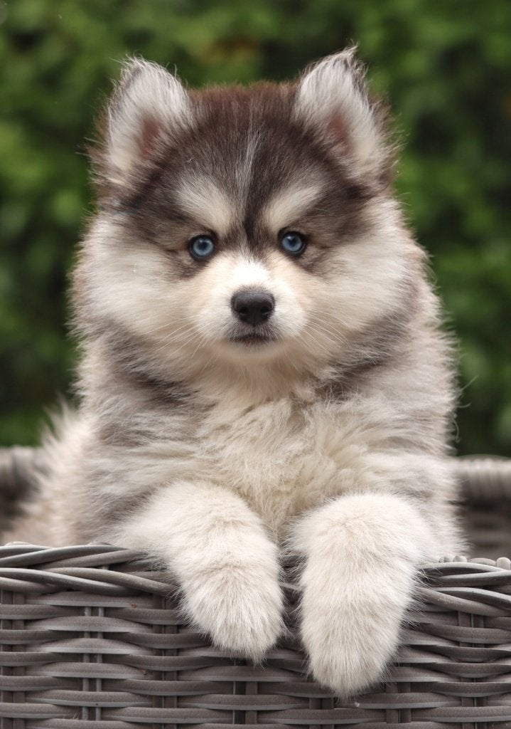 Mooie Pomsky puppy's te koop, Dieren en Toebehoren, Overige rassen, 8 tot 15 weken, Parvo, Meerdere