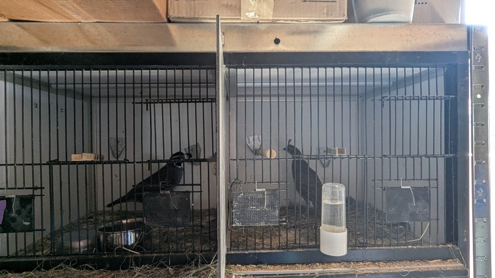 Californische kuifkwartels, Meerdere dieren