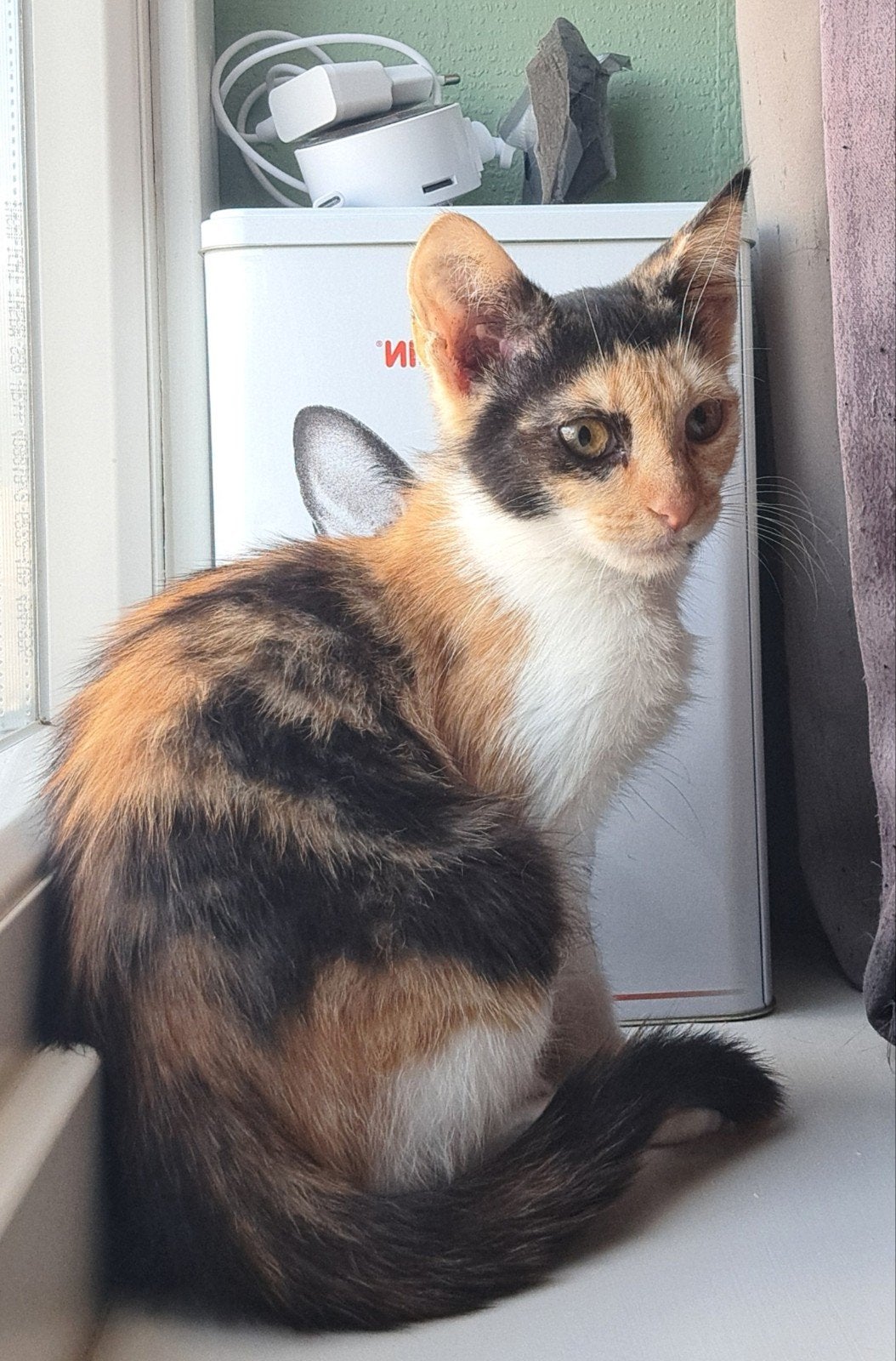 lory een lief klein kitten van 16wkn, Poes, Kortharig, 0 tot 2 jaar