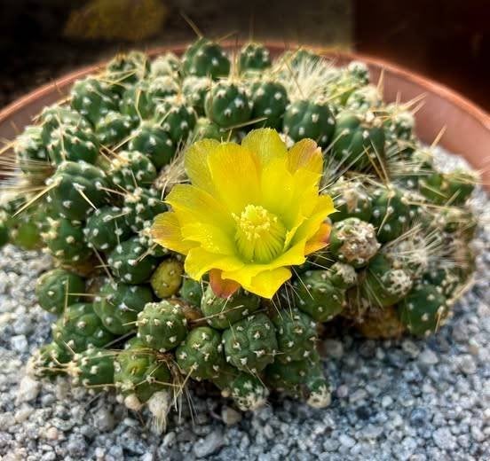cactus - Tephrocactus pentlandii var. rossianus, Huis en Inrichting, Kamerplanten, Cactus, Minder dan 100 cm, Volle zon, Ophalen of Verzenden