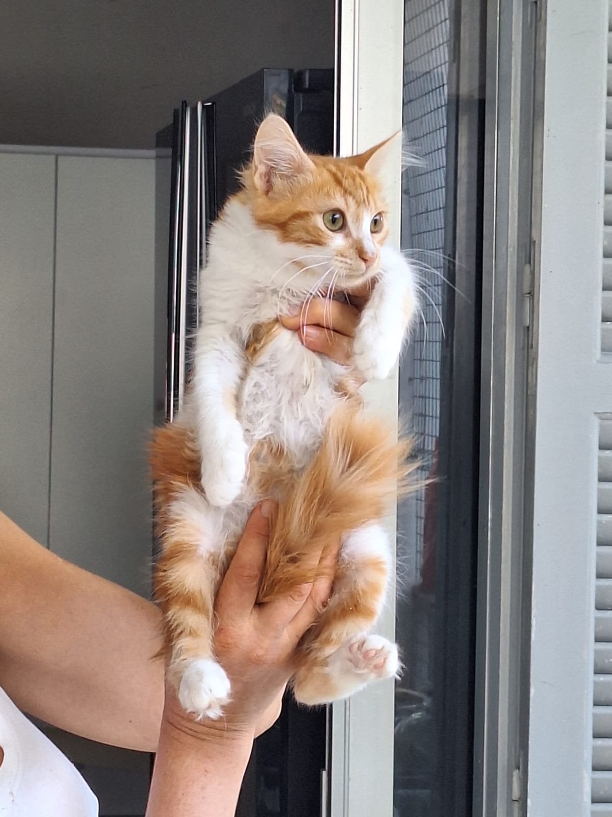 Garfield 5 mnd oud (nog op Cyprus) zoekt forever home, Kater