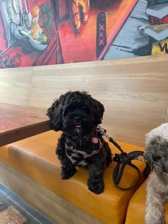 Dekreu toy poodle, Reu, 1 tot 2 jaar, Parvo, Eén hond