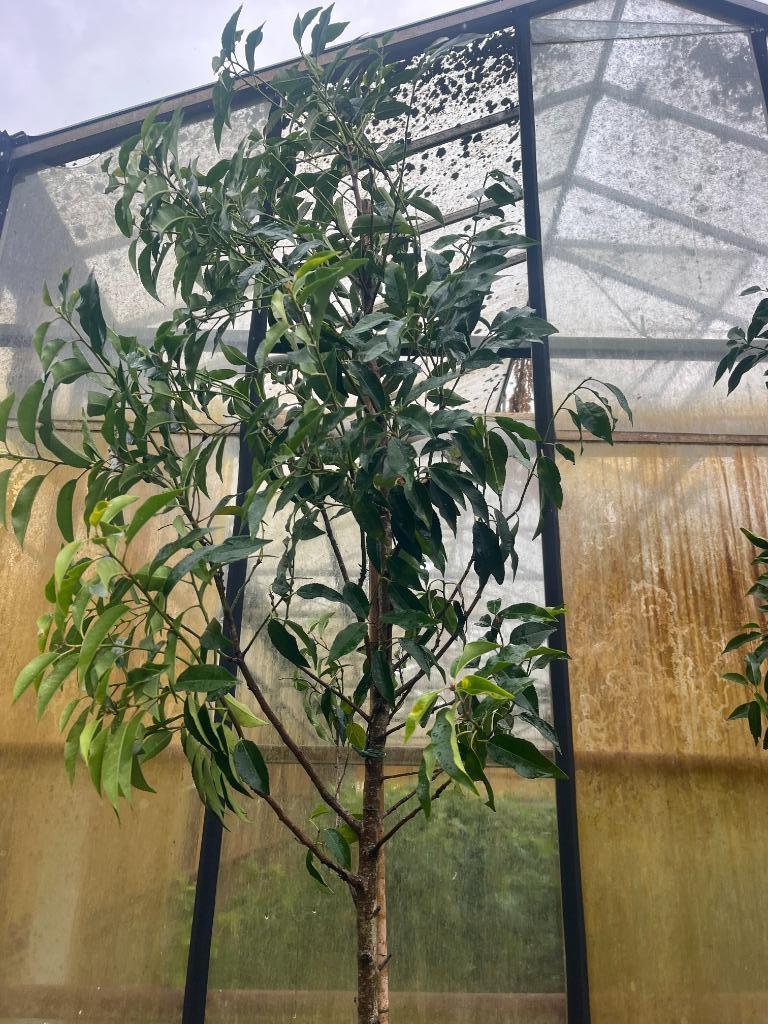 Portugese laurier op stam, Prunus lusitanica Angustifolia, Ophalen, Halfschaduw, Overige soorten, Lente