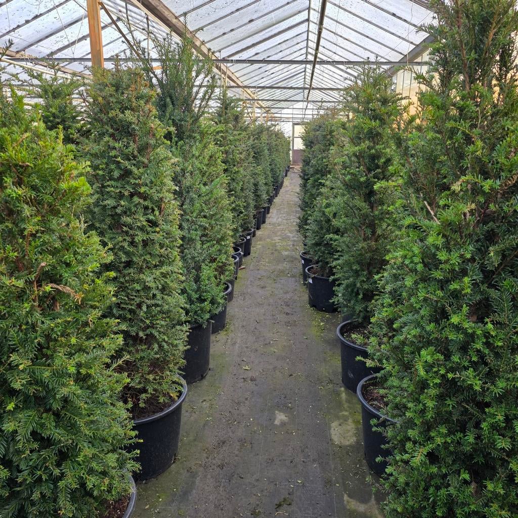 Taxus Baccata - Ideaal voor hagen!, Ophalen of Verzenden, Taxus