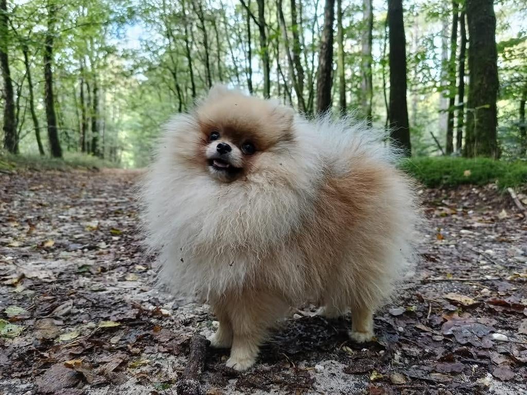 Mini pomeranian dekreu, pomeriaan, dwergkees, Reu, 1 tot 2 jaar, Eén hond, Nederland