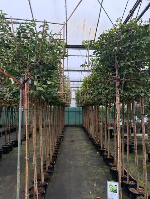 leiboom brenelia 340 cm hoog stam 190 cm hoog, Tuin en Terras, Planten | Bomen, Leiboom, 250 tot 400 cm, Volle zon, Lente, In pot