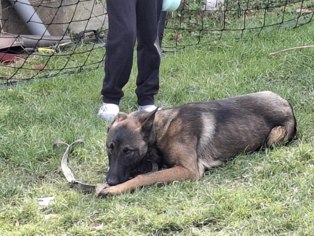 HONDEN, Dieren en Toebehoren, Honden | Niet-rashonden, België, Particulier, 15 weken tot 1 jaar, Reu