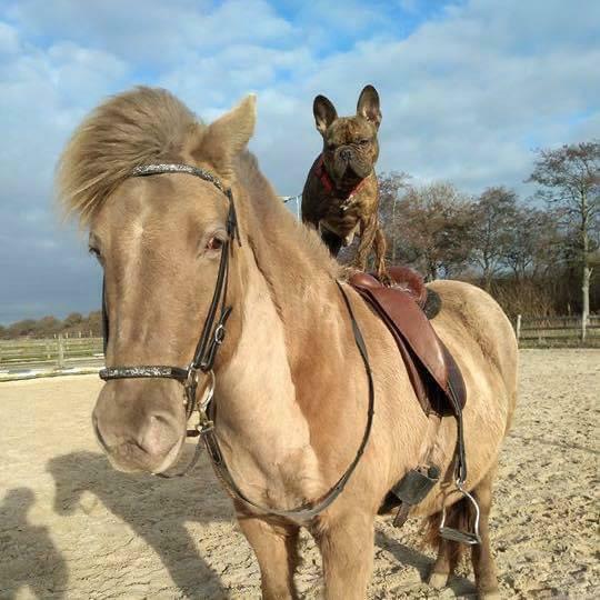 Lessen/(buiten) ritten op en/of met mijn (gangen) paarden.
