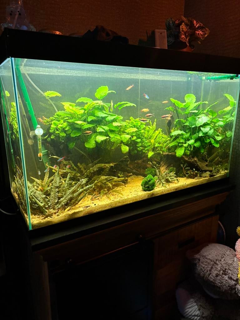 200 liter aquarium compleet met vissen en externe pomp, Ophalen, Gebruikt, Gevuld zoetwateraquarium