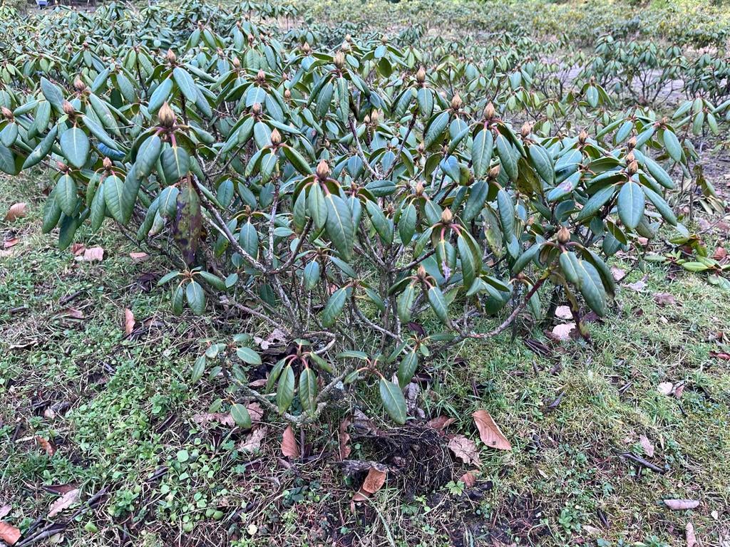 Rhododendron, Tuin en Terras, Halfschaduw, Lente, Minder dan 100 cm, Overige soorten