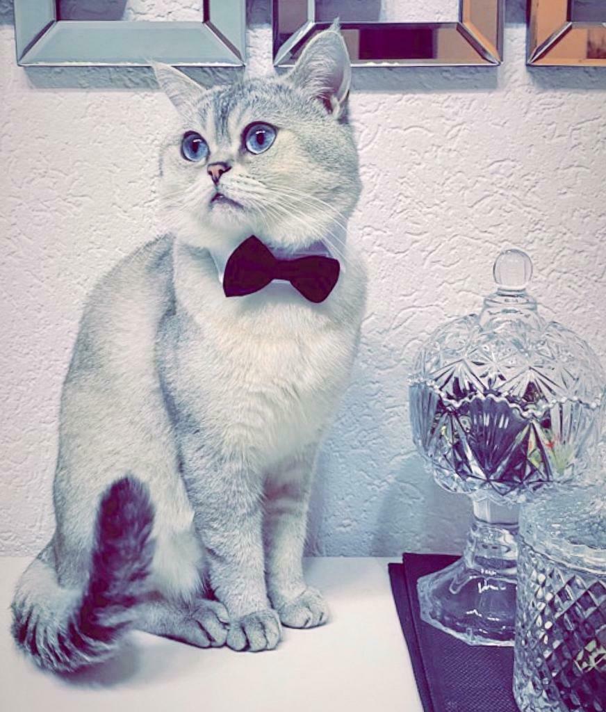 Britse korthaar DEKKATER,  Silver Tipped met blauwe ogen., Dieren en Toebehoren, 0 tot 2 jaar