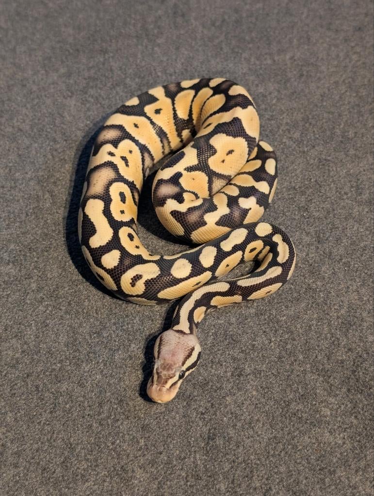 0.1 Female Pastel Desert Ghost, Dieren en Toebehoren, Slang, 0 tot 2 jaar