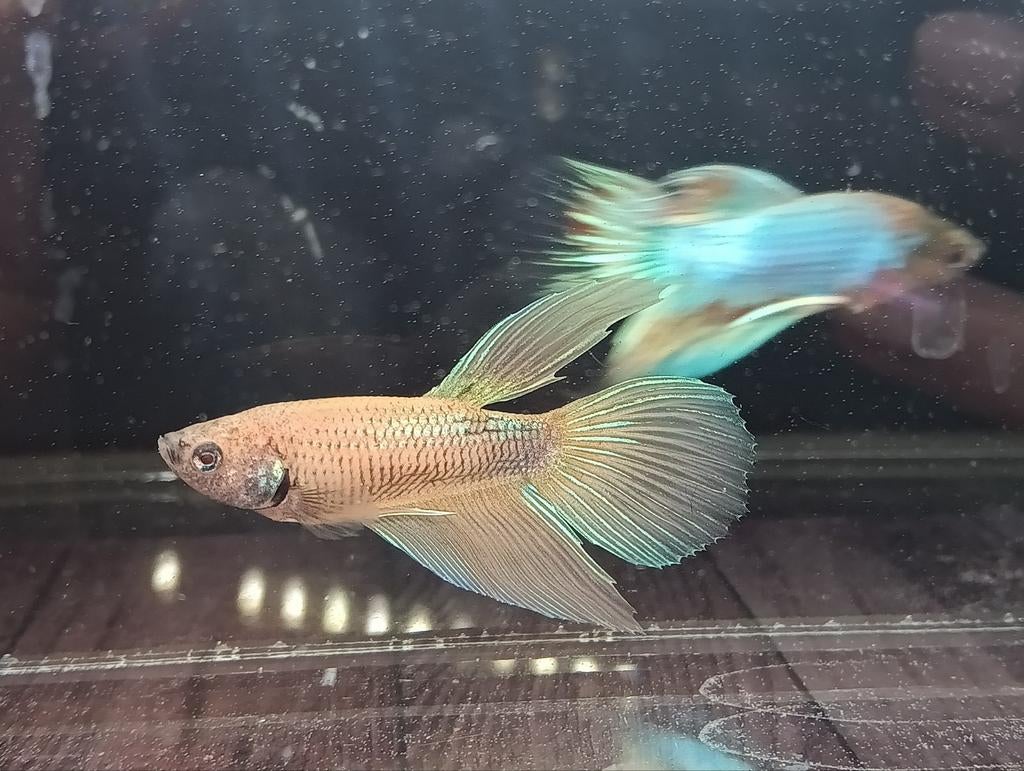 Betta pineapple unicorn veiltail man, Dieren en Toebehoren, Vis