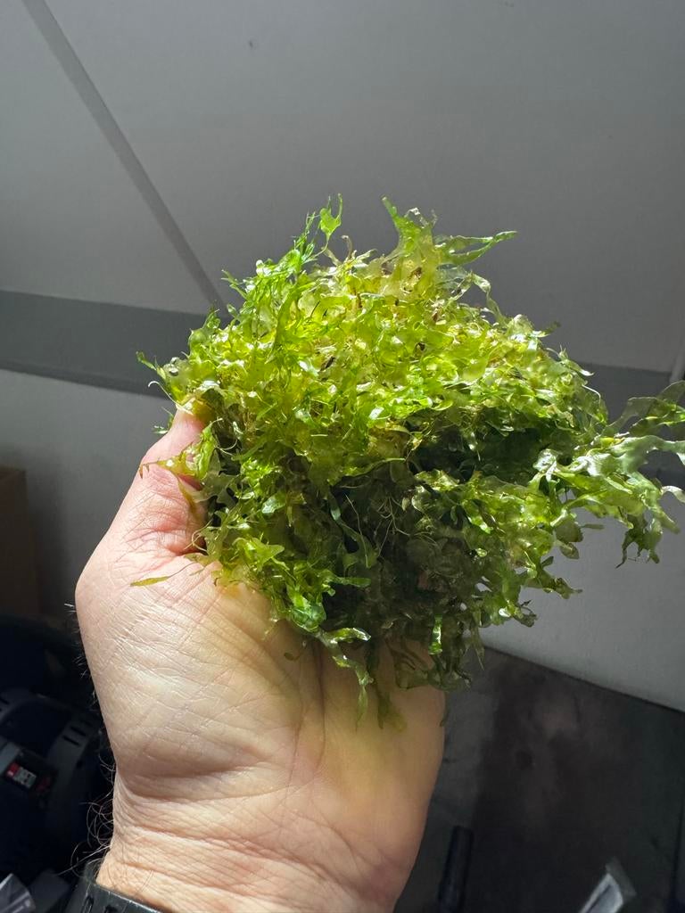 Levermos, Dieren en Toebehoren, Vissen | Aquaria en Toebehoren, Ophalen of Verzenden, Plant(en), Steen of Hout