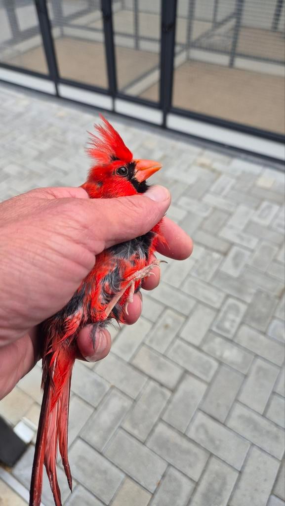 Rode Kardinaal koppels (Cardinalis cardinalis) Overjarig | V, Dieren en Toebehoren, Vogels | Overige Vogels, Meerdere dieren, Geringd