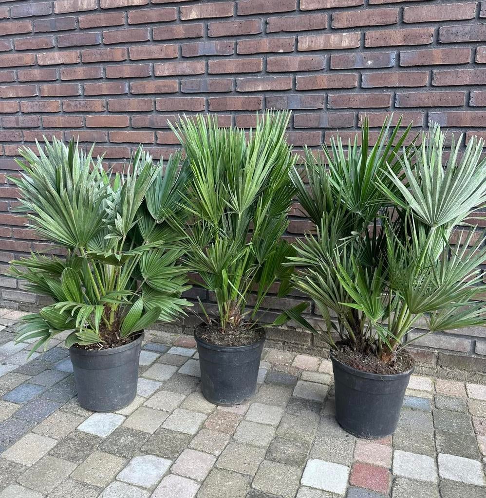 PRACHTIGE VERSE GROTE VULCANO PALMEN, Ophalen, Overige soorten, Volle zon