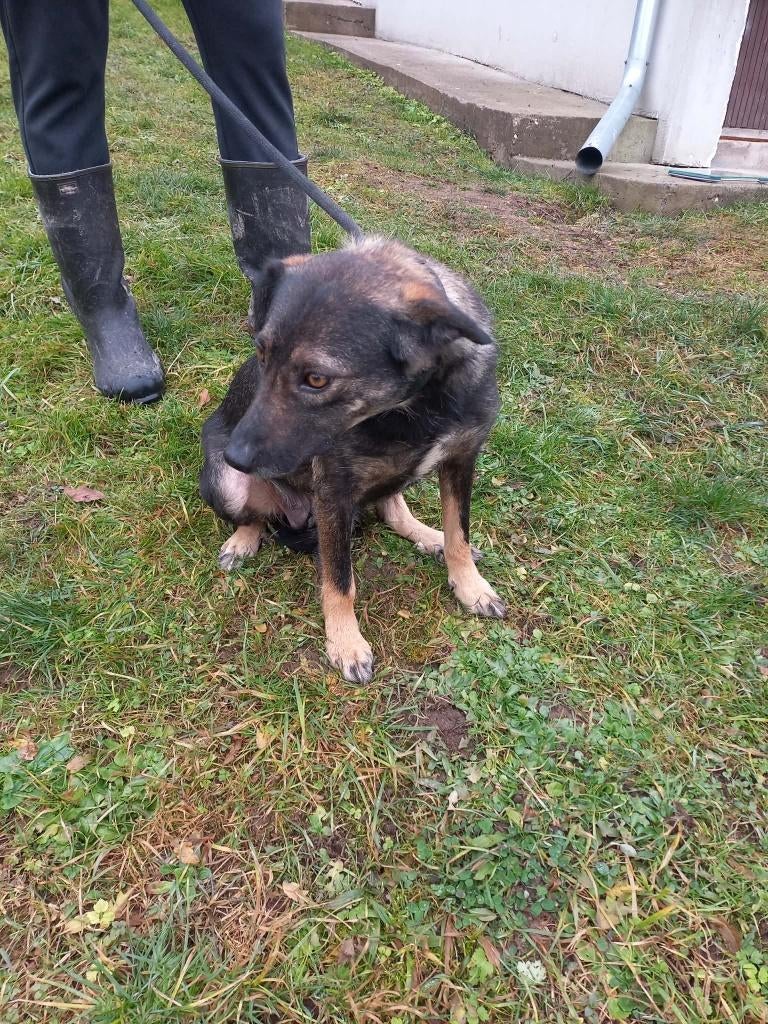 Regina-zachte moeder met een voorzichtig maar liefdevol hart, Dieren en Toebehoren, Honden | Niet-rashonden, Particulier, 1 tot 2 jaar