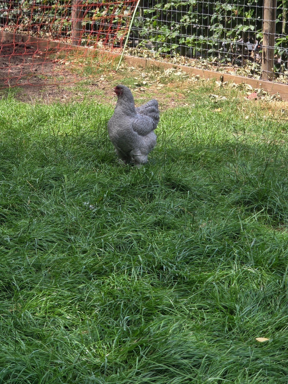 6 prachtige brahma hennen zeldzaam, Dieren en Toebehoren, Vrouwelijk, Kip