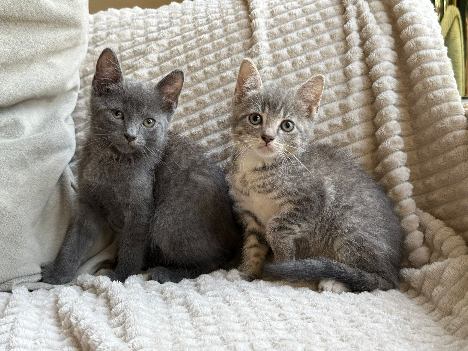 Lieve grijsblauw (getijgerde) kittens, Dieren en Toebehoren, Katten en Kittens | Overige Katten, Meerdere dieren, Kortharig, 0 tot 2 jaar
