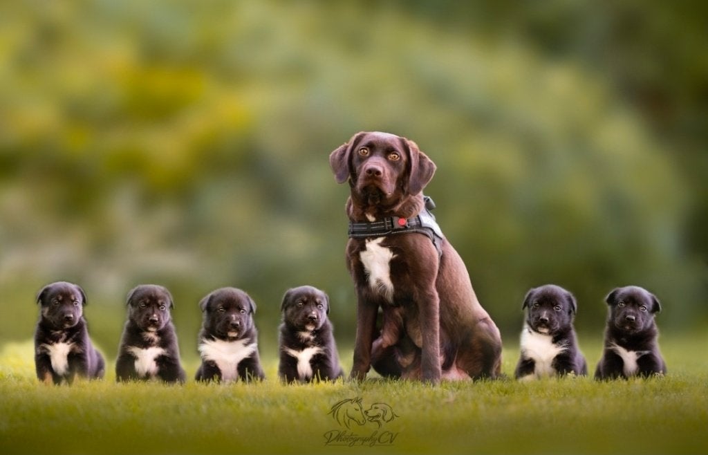 Huskador pupjes (Labrador x Husky), 8 tot 15 weken, Labrador retriever, Meerdere, Meerdere dieren