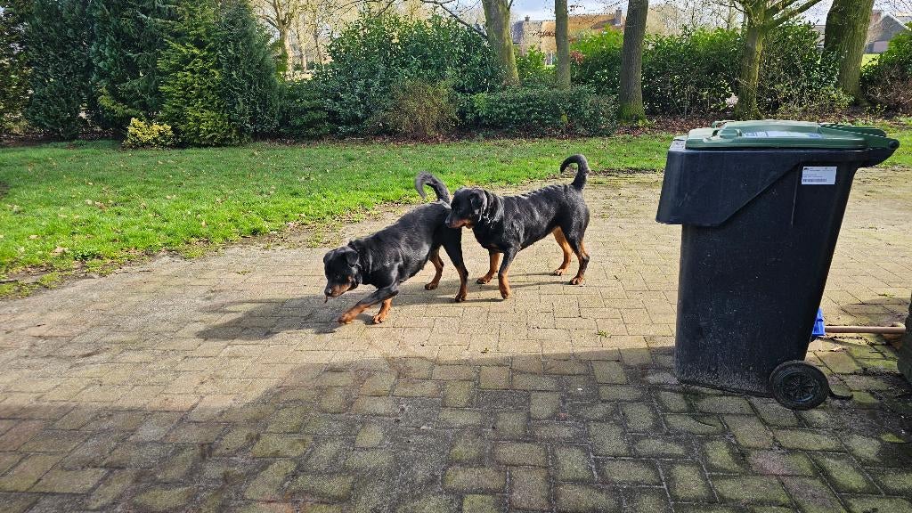 Jonge rottweilers, Dieren en Toebehoren, Overige rassen, Meerdere, Meerdere dieren, 3 tot 5 jaar