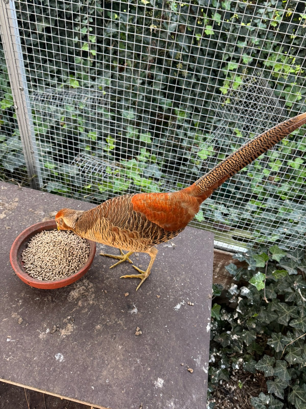 2 goudfazant hanen, Mannelijk, Kip