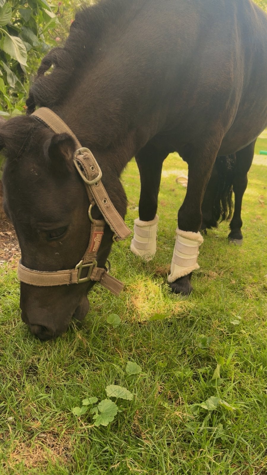 Stalling gezocht!!, Dieren en Toebehoren, Stalling
