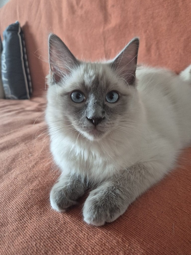 Exclusieve ragdoll kitten met stamboom, Meerdere dieren, Met stamboom, 0 tot 2 jaar