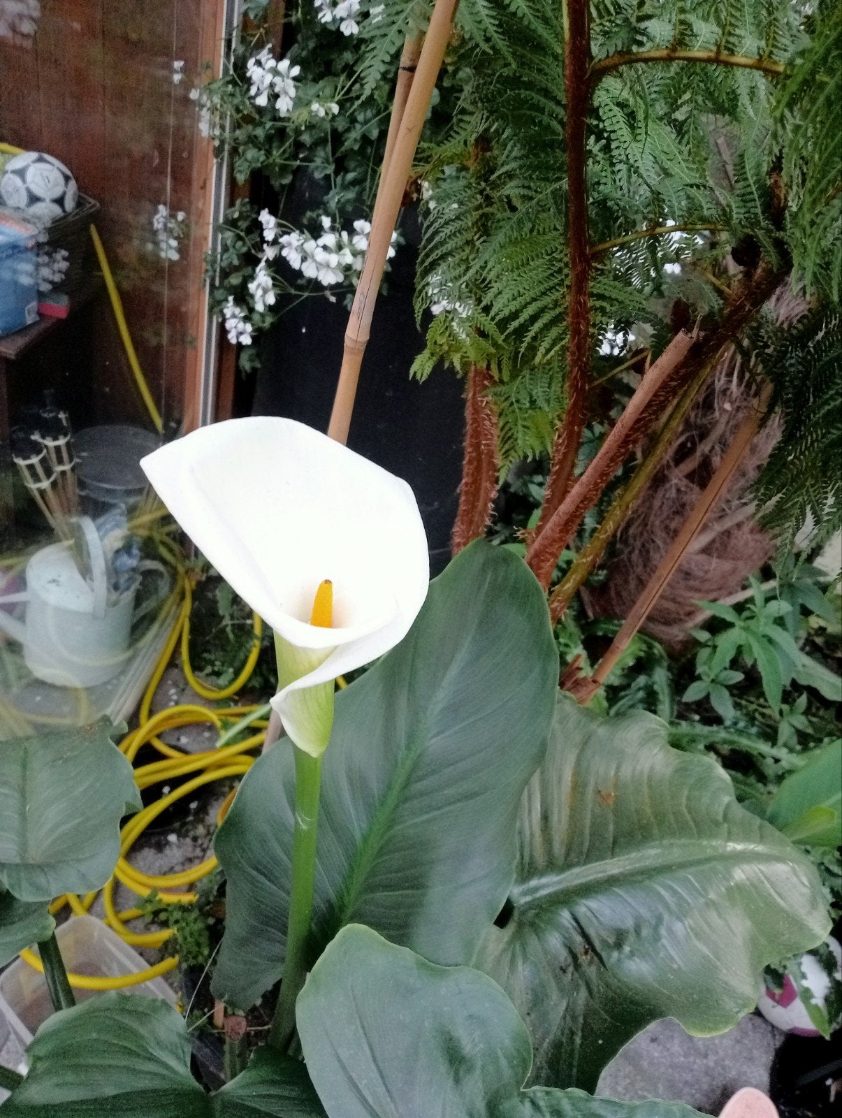 Mooie witte Calla, Ophalen