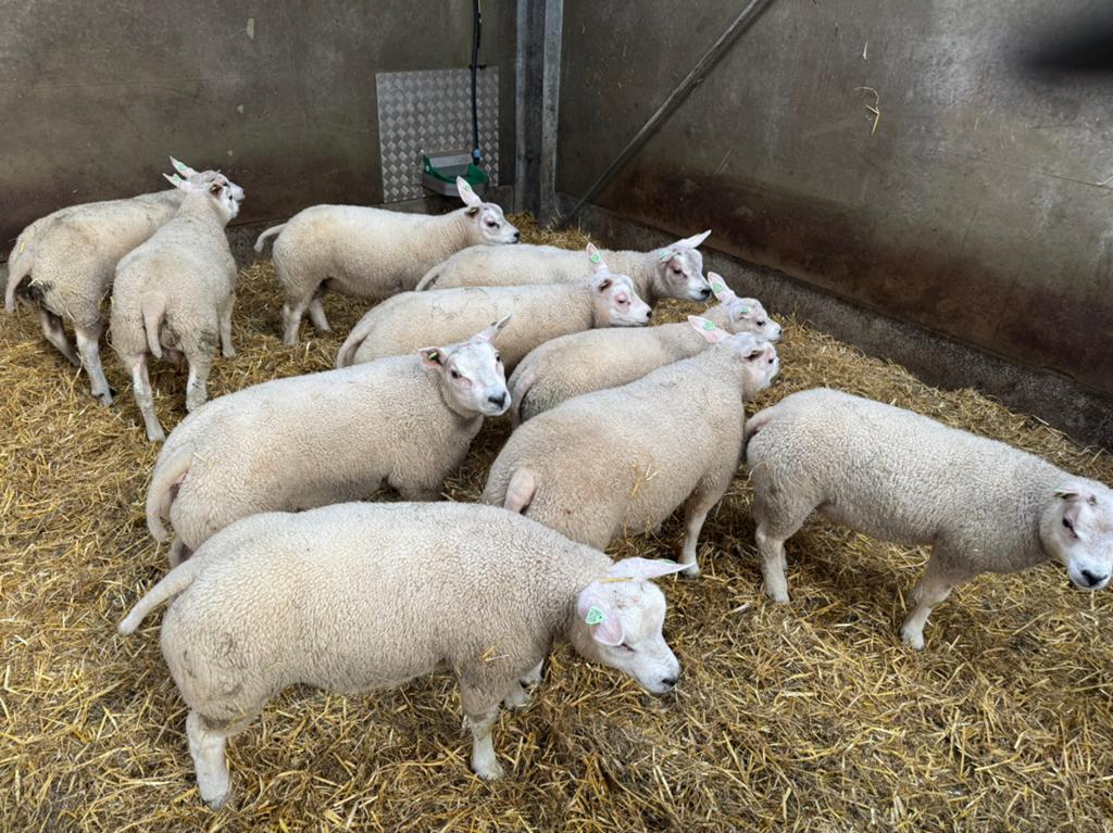 Texelaar stamboek rammen, Dieren en Toebehoren, Schapen, Geiten en Varkens, Mannelijk, Schaap, 0 tot 2 jaar