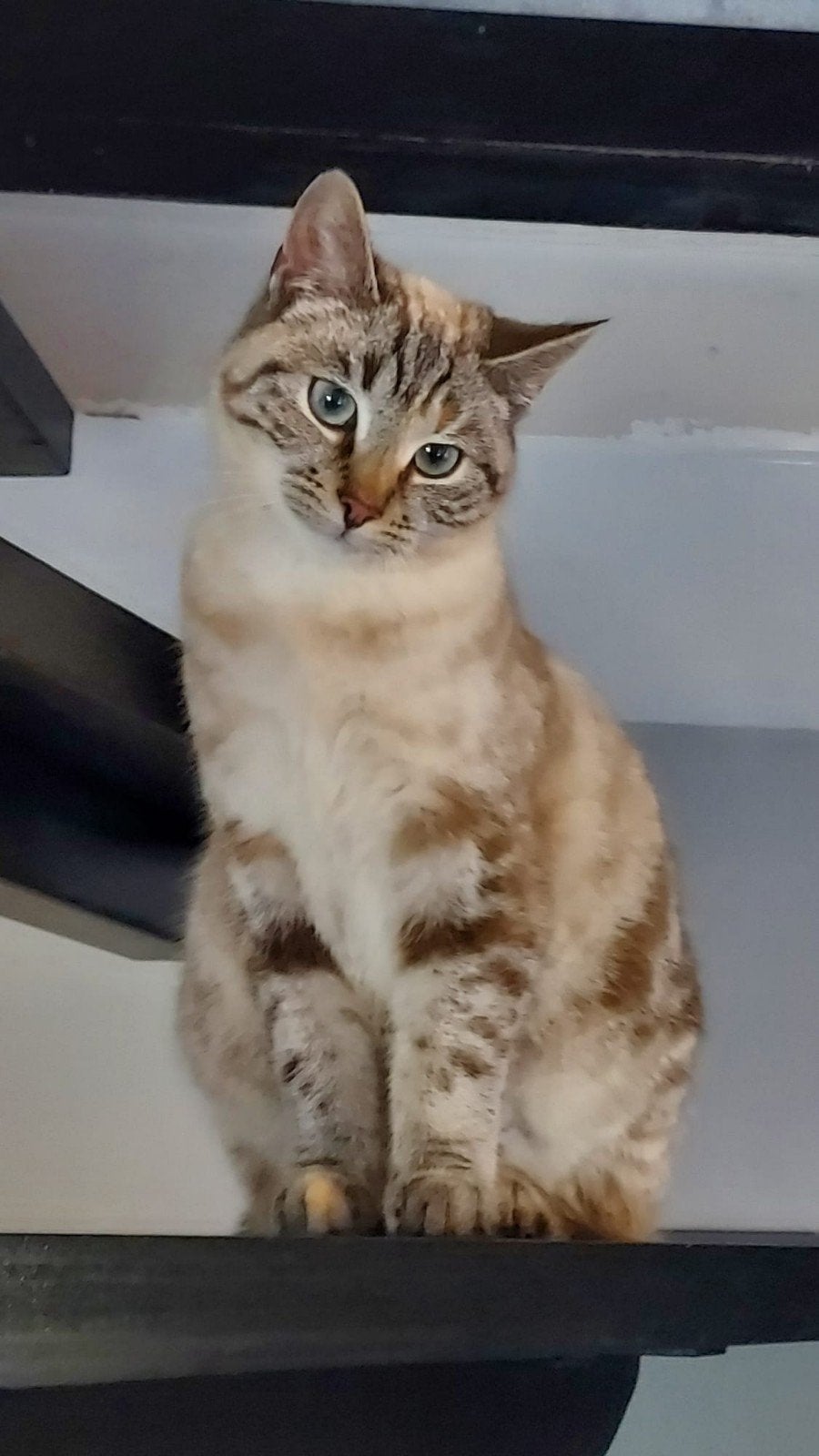 Vermist poes, Kat