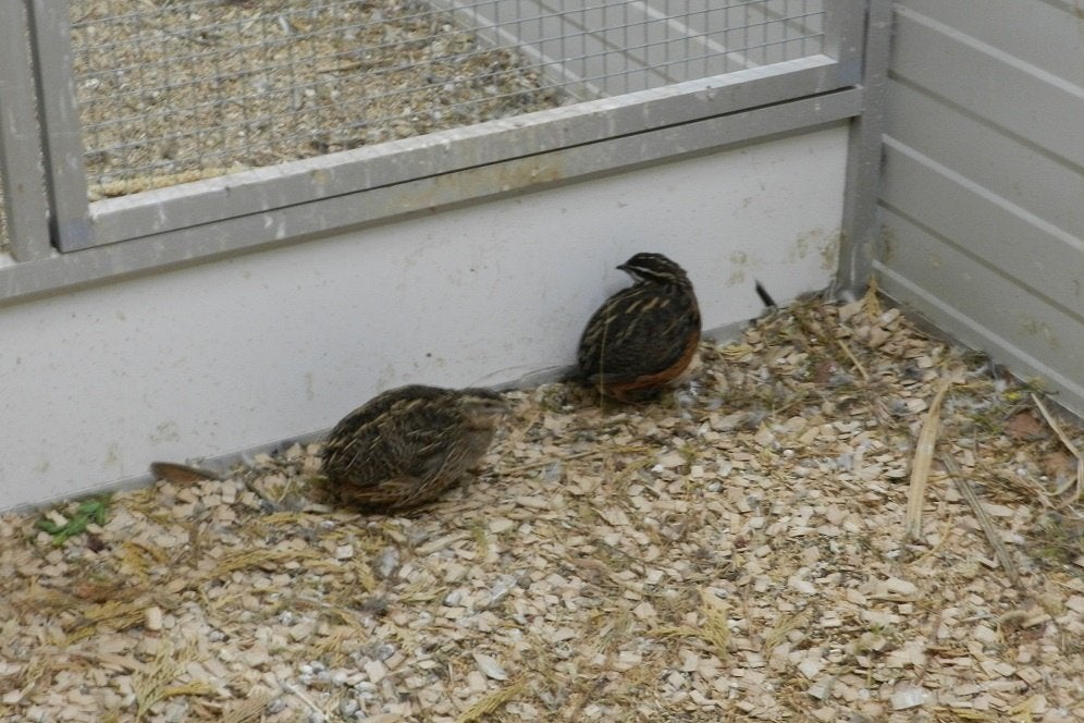 Te koop diverse jonge Harlekijn Kwartels uit buitenvoliere, Dieren en Toebehoren, Meerdere dieren, Tropenvogel, Geringd