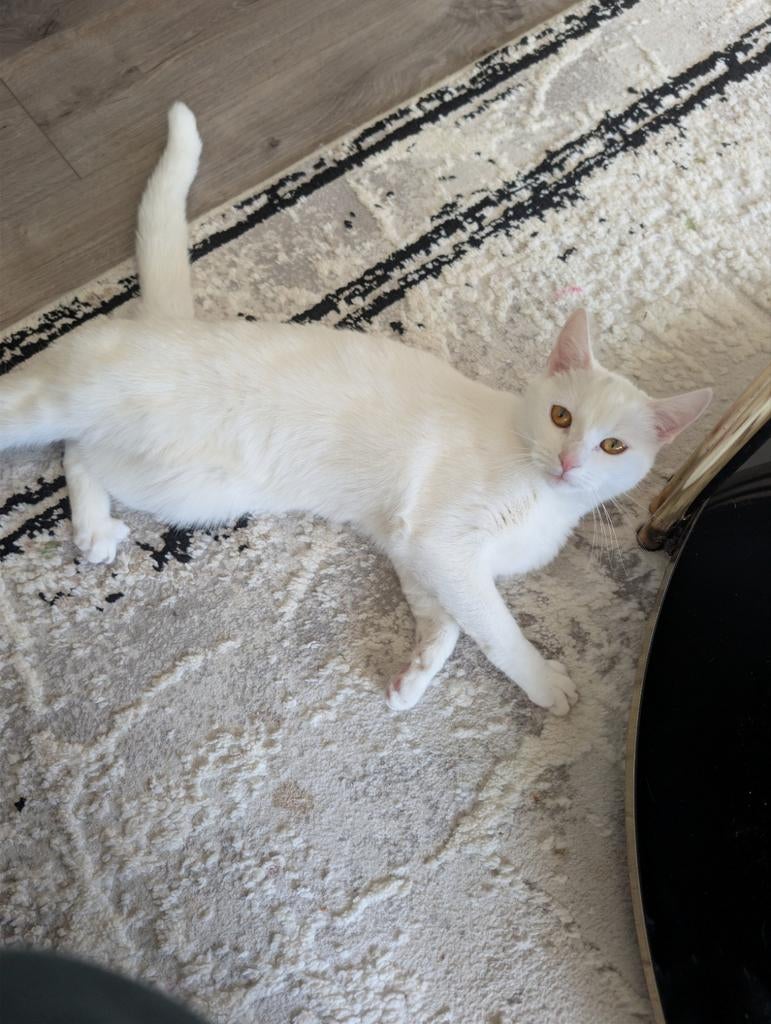 Lieve & sociale witte poes  – Incl. alle spullen, Dieren en Toebehoren, Poes, Ontwormd, 0 tot 2 jaar